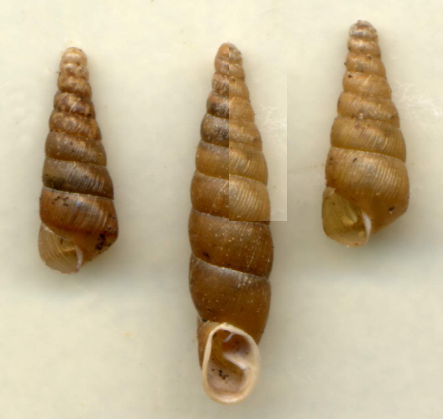 Cochlodina (Procochlodina) kuesteri (Rossmssler, 1836)